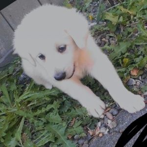 Meet your Posher, Aryan